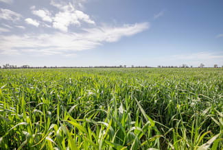 Rural / Farming commercial property sold at Frances SA 5262 Rural / Farming commercial property sold at Frances SA 5262