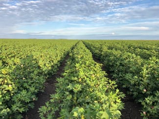 Rural / Farming commercial property sold at Goondiwindi QLD 4390 Rural / Farming commercial property sold at Goondiwindi QLD 4390