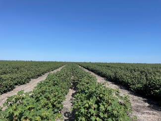 Rural / Farming commercial property sold at Goondiwindi QLD 4390 Rural / Farming commercial property sold at Goondiwindi QLD 4390