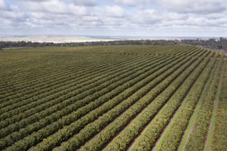 Rural / Farming commercial property for sale at Farm 1245 & Farm 442 203 Payten Road Corbie Hill NSW 2705 Rural / Farming commercial property for sale at Farm 1245 & Farm 442 203 Payten Road Corbie Hill NSW 2705