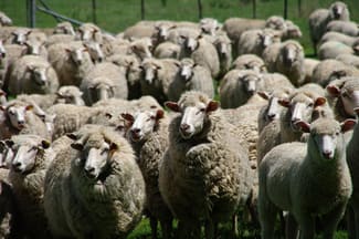 Rural / Farming commercial property sold at 166 Wirribilla Road Walcha NSW 2354