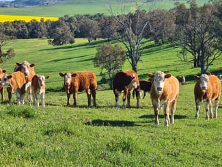 Rural / Farming commercial property sold at 4781 Muttama Road Cootamundra NSW 2590 Rural / Farming commercial property sold at 4781 Muttama Road Cootamundra NSW 2590