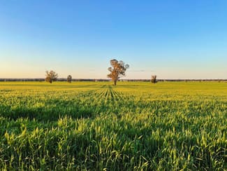 Rural / Farming commercial property sold at 2294 Lockhart-the Rock Road The Rock NSW 2655 Rural / Farming commercial property sold at 2294 Lockhart-the Rock Road The Rock NSW 2655
