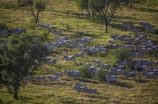 Rural / Farming commercial property for sale at Neumayer Valley Station 2900 Talawanta Road Stokes QLD 4823
