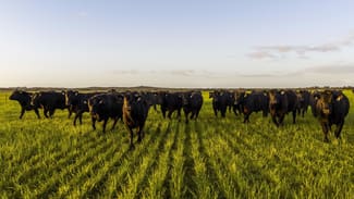 Rural / Farming commercial property for sale at Telopea Downs VIC 3420