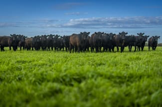 Rural / Farming commercial property for sale at 325 Maranoa Downs Road Stewart Range SA 5271 Rural / Farming commercial property for sale at 325 Maranoa Downs Road Stewart Range SA 5271