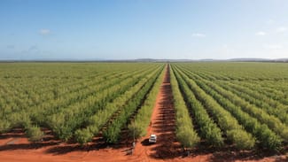 Rural / Farming commercial property for sale at Griffith NSW 2680 Rural / Farming commercial property for sale at Griffith NSW 2680