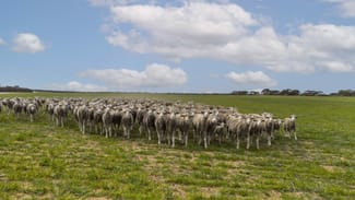 Rural / Farming commercial property sold at Wanbi Downs 1305 Charleson Road Sandalwood SA 5309