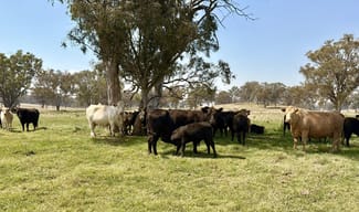 Rural / Farming commercial property sold at 2200 Ashford Road Bukkulla NSW 2360 Rural / Farming commercial property sold at 2200 Ashford Road Bukkulla NSW 2360