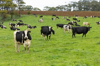 Rural / Farming commercial property for sale at 99 Jocks Road Forest TAS 7330 Rural / Farming commercial property for sale at 99 Jocks Road Forest TAS 7330