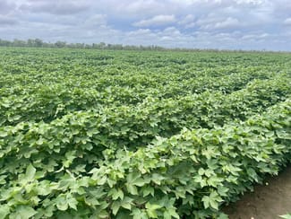 Rural / Farming commercial property for sale at Claravale NT 0822