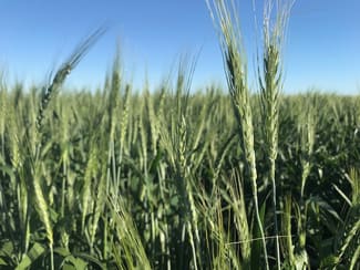 Rural / Farming commercial property sold at Jandowae QLD 4410 Rural / Farming commercial property sold at Jandowae QLD 4410