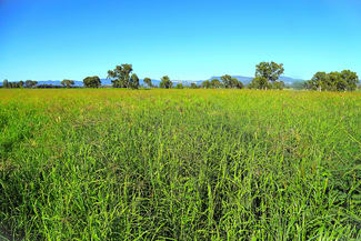 Rural / Farming commercial property for sale at Rewan Road Rolleston QLD 4702 Rural / Farming commercial property for sale at Rewan Road Rolleston QLD 4702