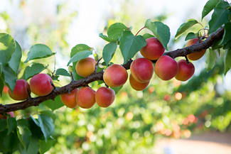 Rural / Farming commercial property for sale at Sunfruit Orchards Lake Boga VIC 3584