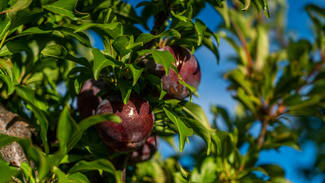 Rural / Farming commercial property for sale at Sunfruit Orchards Lake Boga VIC 3584