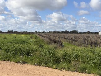 Rural / Farming commercial property for sale at Lot 37 Sturt Highway Cobdogla SA 5346 Rural / Farming commercial property for sale at Lot 37 Sturt Highway Cobdogla SA 5346