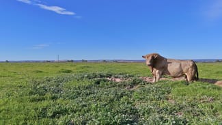 Development / Land commercial property for sale at 754 Beermullah Road West Beermullah WA 6503 Development / Land commercial property for sale at 754 Beermullah Road West Beermullah WA 6503