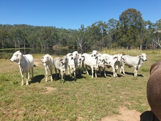 Rural / Farming commercial property for sale at 17940 Kennedy Highway Mount Garnet QLD 4872 Rural / Farming commercial property for sale at 17940 Kennedy Highway Mount Garnet QLD 4872