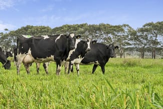 Rural / Farming commercial property for sale at 360 Settlement Road Swan Marsh VIC 3249