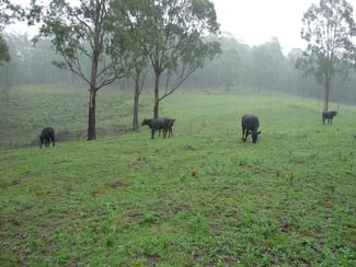 Rural / Farming commercial property sold at 1/1677 Thunderbolts Way Rookhurst NSW 2422 Rural / Farming commercial property sold at 1/1677 Thunderbolts Way Rookhurst NSW 2422