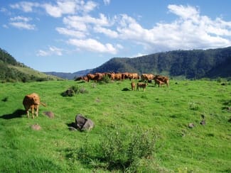 Rural / Farming commercial property for sale at 565 Illinbah Road Illinbah QLD 4275 Rural / Farming commercial property for sale at 565 Illinbah Road Illinbah QLD 4275