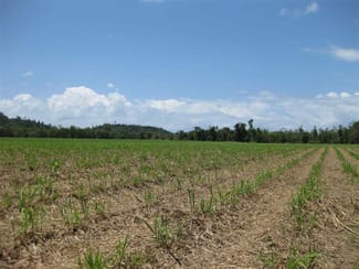 Rural / Farming commercial property for sale at 0 Murdering Point Road Kurrimine Beach QLD 4871 Rural / Farming commercial property for sale at 0 Murdering Point Road Kurrimine Beach QLD 4871