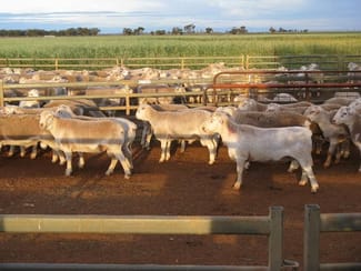Rural / Farming commercial property sold at Lot/182dp Lachlan Valley Way Lake Cargelligo NSW 2672 Rural / Farming commercial property sold at Lot/182dp Lachlan Valley Way Lake Cargelligo NSW 2672