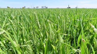 Rural / Farming commercial property sold at Lot 1 V&A Lane Maaoupe SA 5277 Rural / Farming commercial property sold at Lot 1 V&A Lane Maaoupe SA 5277