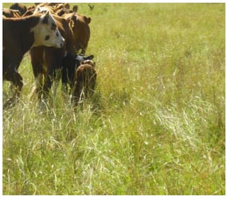 Rural / Farming commercial property for sale at Tenterfield NSW 2372 Rural / Farming commercial property for sale at Tenterfield NSW 2372