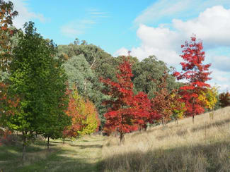 Rural / Farming commercial property sold at 142 Red Hill Road Beechworth VIC 3747 Rural / Farming commercial property sold at 142 Red Hill Road Beechworth VIC 3747