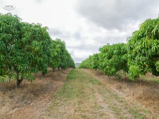Rural / Farming commercial property for sale at Dimbulah QLD 4872