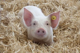 Rural / Farming commercial property for sale at Wagga Wagga NSW 2650 Rural / Farming commercial property for sale at Wagga Wagga NSW 2650