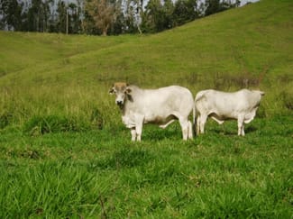 Rural / Farming commercial property sold at 2267 Palmerston Highway East Palmerston QLD 4860
