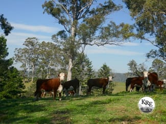 Rural / Farming commercial property for sale at 429 Wyndham Creek Road Kyogle NSW 2474 Rural / Farming commercial property for sale at 429 Wyndham Creek Road Kyogle NSW 2474