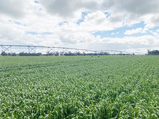 Rural / Farming commercial property for sale at 405 Linfern Road, Buckingham Via Mundulla SA 5270