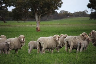 Rural / Farming commercial property for sale at 9653 Dukes Highway Tintinara SA 5266