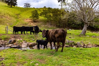 Rural / Farming commercial property sold at 245 Croziers Road Jaspers Brush NSW 2535 Rural / Farming commercial property sold at 245 Croziers Road Jaspers Brush NSW 2535