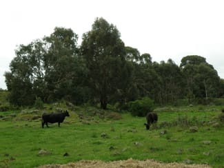 Rural / Farming commercial property for sale at 220 Harlocks Road Pomborneit North VIC 3260 Rural / Farming commercial property for sale at 220 Harlocks Road Pomborneit North VIC 3260