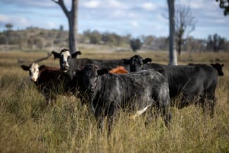 Rural / Farming commercial property sold at 5309 Thunderbolts Way Abington NSW 2350