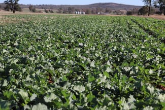 Rural / Farming commercial property sold at 286 Crowley Road Trundle NSW 2875