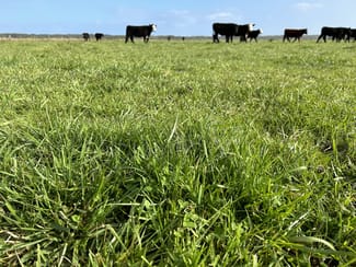 Rural / Farming commercial property for sale at 703 Bog Lane Nora Creina SA 5276