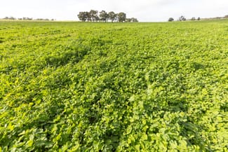 Rural / Farming commercial property sold at Sect 372 - 377 Riddoch Highway Naracoorte SA 5271 Rural / Farming commercial property sold at Sect 372 - 377 Riddoch Highway Naracoorte SA 5271