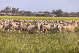 Rural / Farming commercial property sold at 715 Danby's Road Frances SA 5262 Rural / Farming commercial property sold at 715 Danby's Road Frances SA 5262
