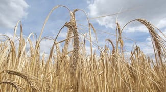 Rural / Farming commercial property for sale at Watchem-Corack Road Watchem VIC 3482 Rural / Farming commercial property for sale at Watchem-Corack Road Watchem VIC 3482
