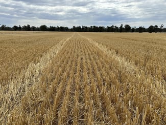 Rural / Farming commercial property sold at 126-184 Henty Walla Road Henty NSW 2658 Rural / Farming commercial property sold at 126-184 Henty Walla Road Henty NSW 2658