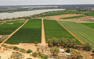 Rural / Farming commercial property for sale at 151 ELEPHANT TRUNK ROAD Cobdogla SA 5346 Rural / Farming commercial property for sale at 151 ELEPHANT TRUNK ROAD Cobdogla SA 5346