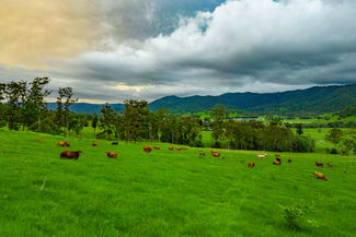 Rural / Farming commercial property for sale at Cielo Verde Acres 922 Eastern Mary River Road Cambroon QLD 4552