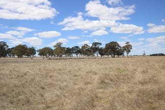 Rural / Farming commercial property sold at 1234 Lucindale Road Naracoorte SA 5271 Rural / Farming commercial property sold at 1234 Lucindale Road Naracoorte SA 5271
