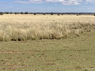 Rural / Farming commercial property sold at 602 Eumungerie Road Narromine NSW 2821