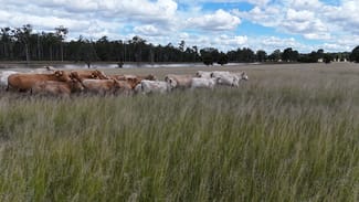 Rural / Farming commercial property sold at 709 Nobbs Road, Burra Burri Chinchilla QLD 4413 Rural / Farming commercial property sold at 709 Nobbs Road, Burra Burri Chinchilla QLD 4413